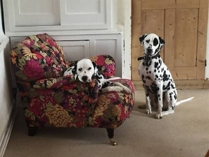Ditchling Chair in Liberty Garden Onyx