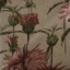 Fabric RHS Botanicals - Henry Moon Lions Tail: Rose
