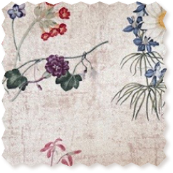 RHS Collection Caroline Maria Applebee